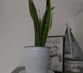 Apartament në shitje në Golem, Shqipëri — 42 m², 80 000 € — foto 3